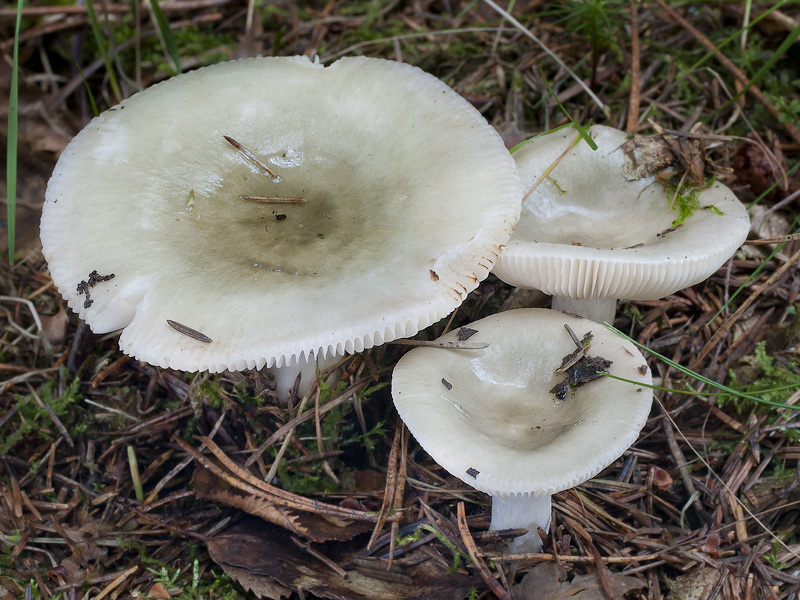Russula Aeruginea Holubinka Tr vozelen 
